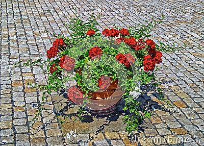 Red flowers pot on the stone pavement Stock Photo