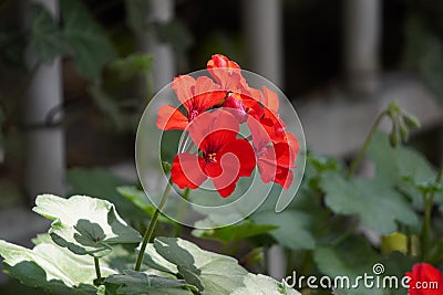 Red flowers in a pot on the window. decorating homes and Windows from the outside, the love of growing flowers and plants. comfort Stock Photo