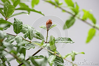 Red flowers of the Punica granatum on the tree and the water droplets on the leaves Stock Photo