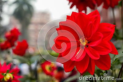 Red flowers in rainy weather in Curzon hall of Dhaka University area Stock Photo