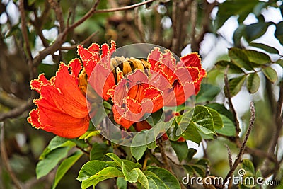 red flowers Stock Photo