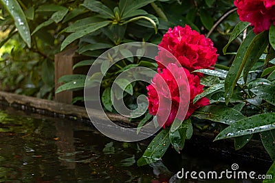 Red flowers of Rhododendron, Azalea and water feature as nature background Stock Photo