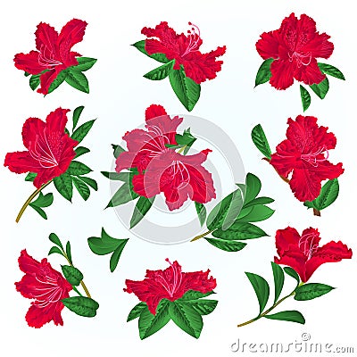 Red flowers rhododendrons and leaves mountain shrub on a blue background vintage vector illustration editable Vector Illustration