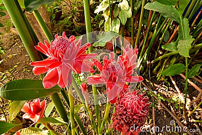 The Red flowers torch ginger Etlingera elatior in the garden Stock Photo
