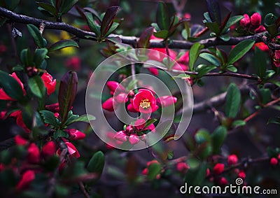 Red flowers on a tree branch Stock Photo