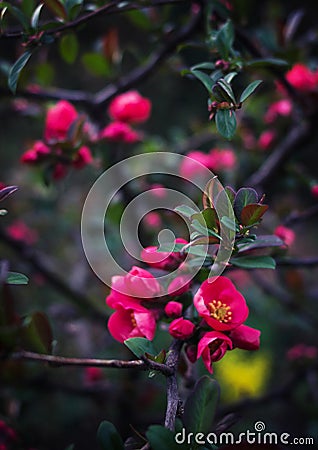Red flowers on a tree branch Stock Photo