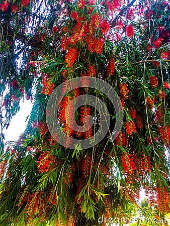 Red flowers tree standing in a garden Stock Photo