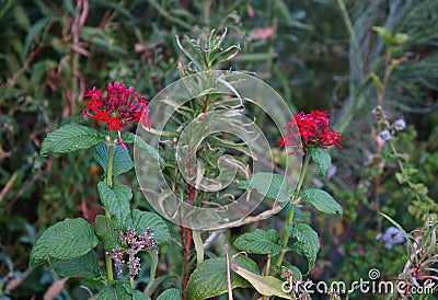 Red flowers of Verbenaceae family, selective focus Stock Photo