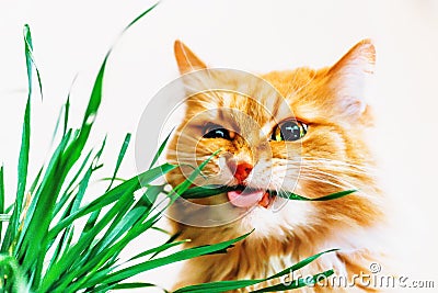 Red fluffy cat eats grass on white background Stock Photo