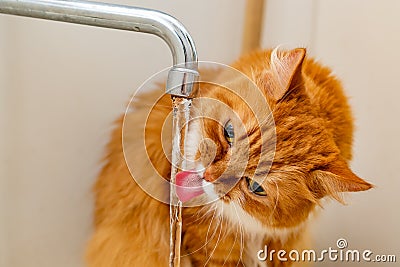 Red fluffy cat, lapping its tongue, drinks tap water from the tap Stock Photo