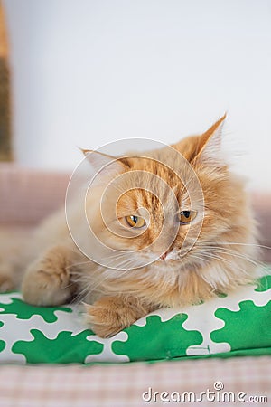 A red fluffy cat lying on the couch of the house. Domestic pets. Stock Photo
