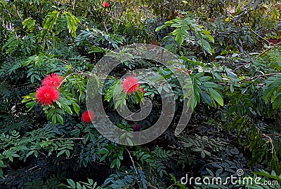 Red Fluffy Flowers Stock Photo