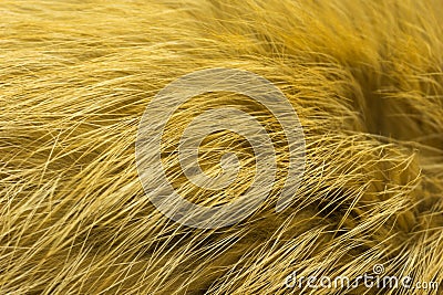 Red fluffy fox wool texture, natural animal wool background, yellow fur texture close-up for designers Stock Photo