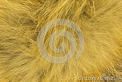 Red fluffy fox wool texture, natural animal wool background, yellow fur texture close-up for designers Stock Photo