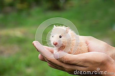 Red fluffy hamster in hand, Stock Photo