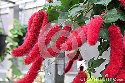 Red fluffy tufts on a Chenille plant Stock Photo