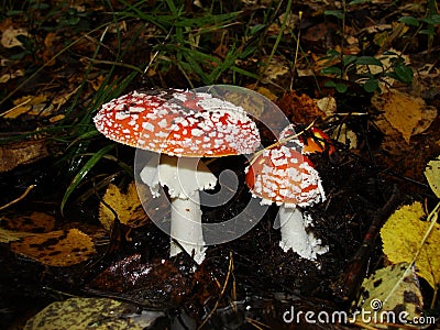 Red poisonous mushroom with white dots on wet grassy soil, with shallow dof. Amanita muscaria Stock Photo