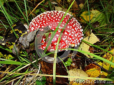 Red poisonous mushroom with white dots on wet grassy soil, with shallow dof. Amanita muscaria Stock Photo