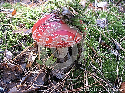 Red fly agaric mushroom or toadstool in the grass. Latin name is Amanita muscaria. Toxic mushroom Stock Photo