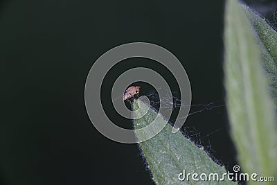 Red fly on cactus leaf Stock Photo