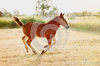 A red foal gallops freely across the field Stock Photo