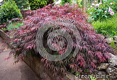 Red foliage of the weeping Laceleaf Japanese Maple tree Acer palmatum in garden Stock Photo