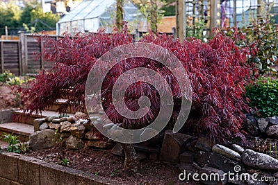 Red foliage of the weeping Laceleaf Japanese Maple tree, Acer palmatum in garden Stock Photo