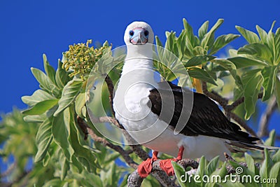 Red-Footed Booby Bird Stock Photo