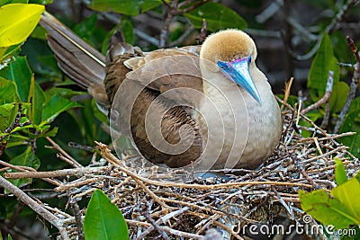 Galapagos Islands Wildlife with Red Footed Booby Birds Stock Photo