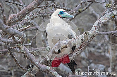 Red Footed Booby, Galapagos Islands Stock Photo