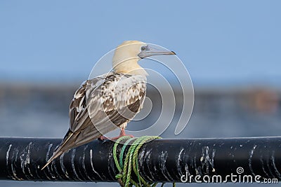 Red-footed booby (Sula sula) close up. A second winter bird Stock Photo