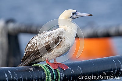 Red-footed booby (Sula sula) close up. A second winter bird Stock Photo