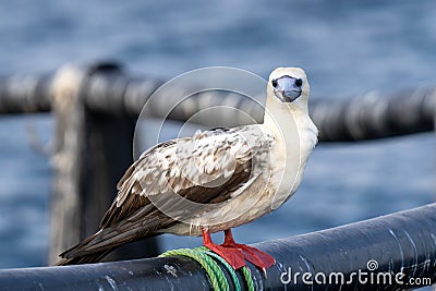Red-footed booby (Sula sula) close up. A second winter bird Stock Photo