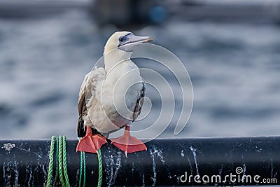 Red-footed booby (Sula sula) close up. A second winter bird Stock Photo