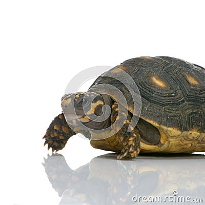 Red-footed tortoise Stock Photo
