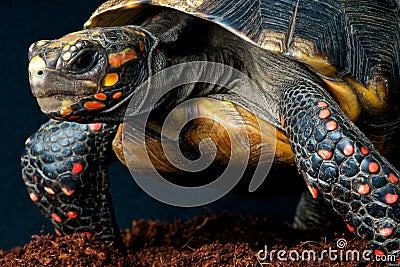 Red-footed tortoise Stock Photo