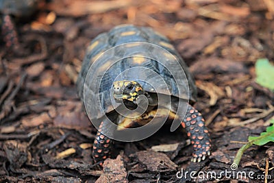 Red-footed tortoise Stock Photo