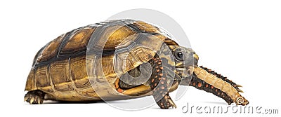 Red-footed tortoises, Chelonoidis carbonaria, eati Stock Photo
