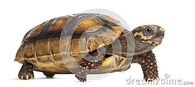 Red-footed tortoises, Chelonoidis carbonaria, in f Stock Photo