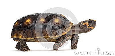 Red-footed tortoises, Chelonoidis carbonaria Stock Photo