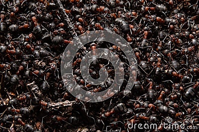 Red forest ants close-up. Background of red ant colony Stock Photo