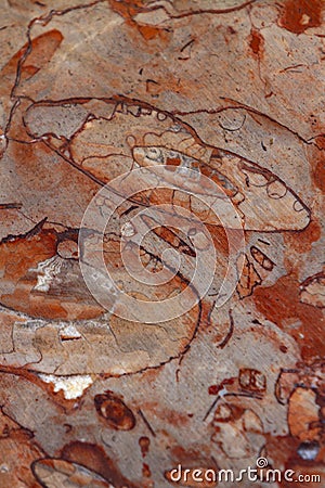 Red fossiliferous limestone Stock Photo