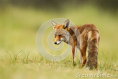 Red fox Stock Photo