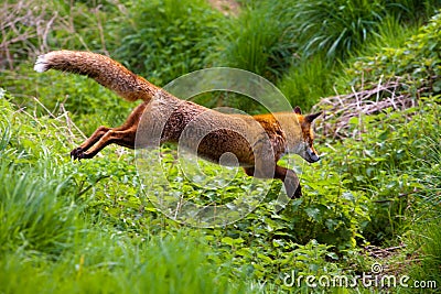 Red Fox Stock Photo