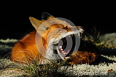 Red Fox Yawn Mouth Open Teeth Stock Photo