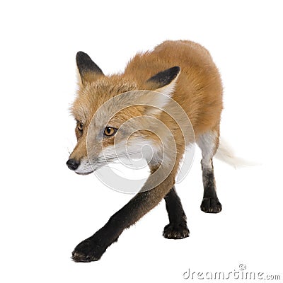 Red fox (4 years)- Vulpes vulpes Stock Photo