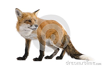Red fox (4 years)- Vulpes vulpes Stock Photo
