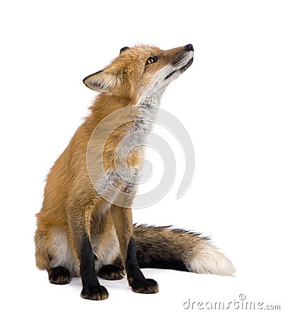 Red fox (4 years)- Vulpes vulpes Stock Photo