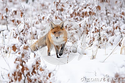 Red fox approaching on white glade in winter nature Stock Photo