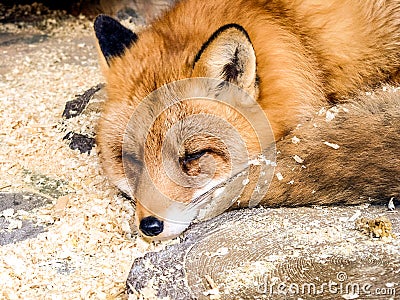 Red fox asleep Stock Photo